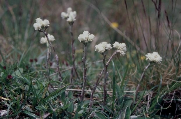 Antennaria dioica / Sempiterni di montagna